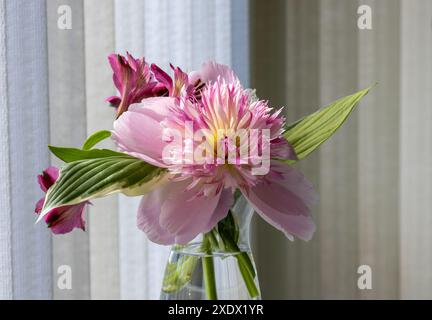 Aus nächster Nähe sehen Sie frisch geschnittene Blumen in einer Glasvase mit einer wunderschönen rosafarbenen Pfingstrose und Lilien Stockfoto