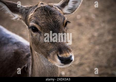 Nahaufnahme eines jungen Hirsches mit weichem braunem Fell und großen dunklen Augen in einem natürlichen Lebensraum. Stockfoto