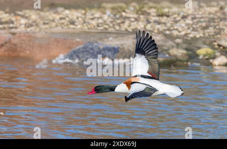 Eine gewöhnliche Schutzente im Flug über Wasser Stockfoto