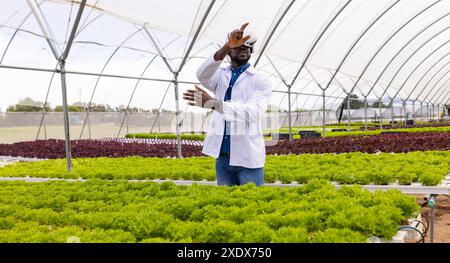 Landwirt im Gewächshaus, der hydroponisches Gemüse inspiziert und auf Pflanzen zeigt Stockfoto