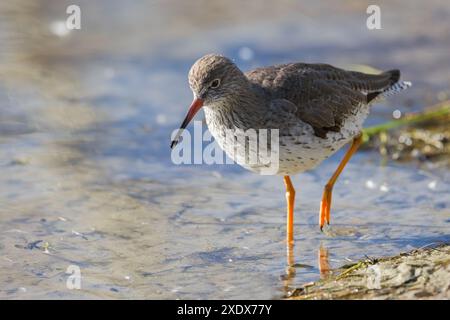 Rotschenkel waten im Wasserrand Stockfoto