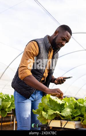 Hydroponsalat inspiziert, Afroamerikaner mit Smartphone im Gewächshaus Stockfoto