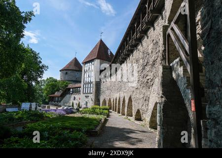 Tallinn, Estland. Juni 2024. Der dänische Königsgarten an der Stadtmauer am Domberg in der Oberstadt. Im Vordergrund befindet sich der Neitsitorn (Maidenturm) im Hintergrund der Kiek-in-de-Koek-Turm. Eine Grünanlage vor dem befestigten Turm in der historischen Stadtmauer. Quelle: Jens Kalaene/dpa/Alamy Live News Stockfoto