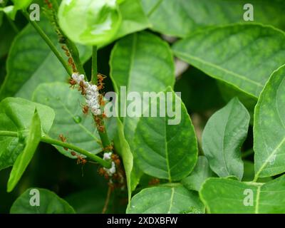 Gruppe von Orange Gaster oder Weaver oder Green Tree Ameise Herde und Cotton Mealy Käfer auf grünem Blatt auf Baumplantage, tropische Insektenschädlinge in Thailand Stockfoto