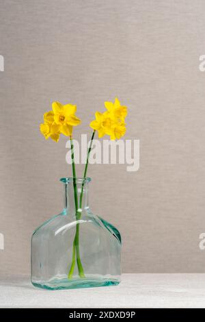 Zwei gelbe Narzissen in einer Glasvase, eine Flasche auf grauem Hintergrund. Zärtlichkeit. Ruhig. Frühling, festliche Stimmung. Leichtigkeit und Freude. Der Test des Lebens. Stil Stockfoto