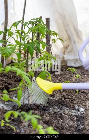 Bewässerung Sämling Tomatenpflanze im Gewächshaus Garten Stockfoto
