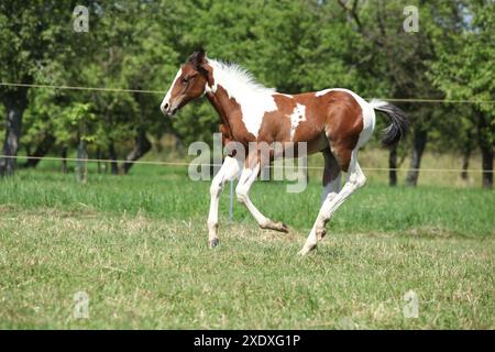 Schönes Pferd, das auf Weide läuft Stockfoto