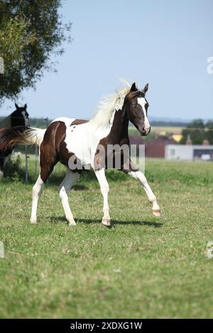 Schönes Pferd, das auf Weide läuft Stockfoto