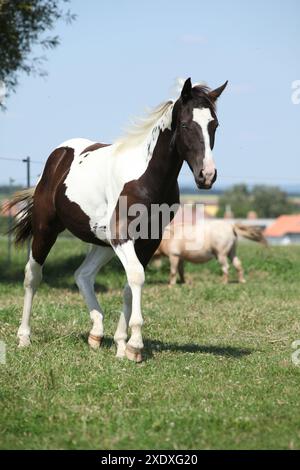 Schönes Pferd, das auf Weide läuft Stockfoto