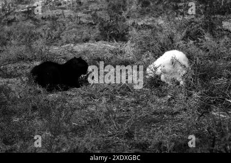 Schwarzweißfoto von zwei Katzen (eine schwarze und eine weiße), die sich gegenüber sitzen und einander anstarren Stockfoto