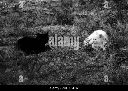 Schwarzweißfoto von zwei Katzen (eine schwarze und eine weiße), die sich gegenüber sitzen und einander anstarren Stockfoto