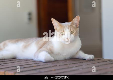 Auf Backsteinoberfläche liegend, Katze entspannend und in Innenräumen auf die Kamera schauend Stockfoto