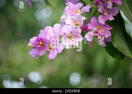 Stolz der indischen (Lagerstroemia speciosa) Blüten von rosa bis violett : (Pixel Sanjiv Shukla) Stockfoto