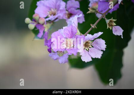 Stolz der indischen (Lagerstroemia speciosa) Blüten von rosa bis violett : (Pixel Sanjiv Shukla) Stockfoto