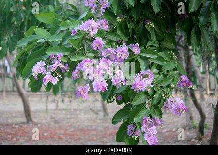 Stolz der indischen (Lagerstroemia speciosa) Blüten von rosa bis violett : (Pixel Sanjiv Shukla) Stockfoto