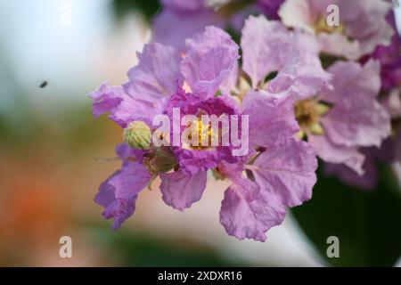 Stolz der indischen (Lagerstroemia speciosa) Blüten von rosa bis violett : (Pixel Sanjiv Shukla) Stockfoto