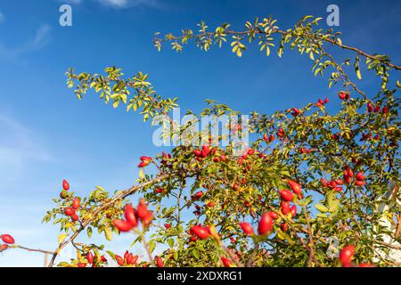 Viele rote Hagebutten verzieren die Zweige der Hundsrose Rosa canina im Herbst, Sachsen, Deutschland *** viele rote Rosenhüften schmücken die Zweige des t Stockfoto