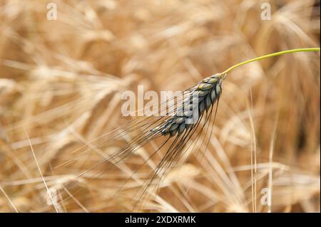 Emmer Stockfoto