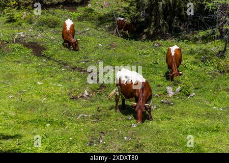 Pinzgauer Kühe auf der Alm. Typisch ist die kastanienrote Farbe des Fells mit breiten weißen Streifen vom Widerrist über der Rückseite und Rückseite der Oberschenkel. Wanderung auf dem Almenweg durch das Salzburgerland, Großarl, Salzburg, Österreich Stockfoto