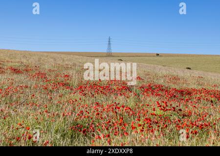 Blick auf ein Mohnfeld im Sommer in der Nähe von Shoreham in West Sussex Stockfoto