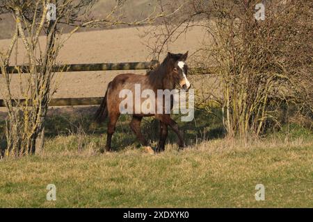 Trab-connemara-Ponyfohlen im Fahrerlager Stockfoto