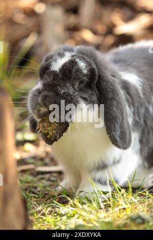 Das Zwergkaninchen mit dem Ohr Stockfoto