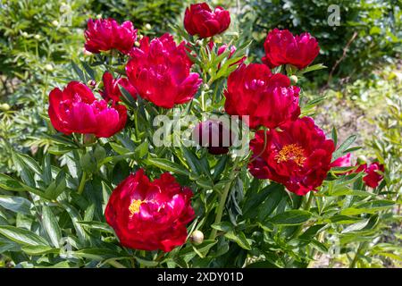 Krautige Pfingstrosen Chervonnyj Oksamit in Blüten. Rotpfingstrose osmitt Stockfoto