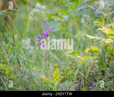 Nahaufnahme einer blühenden roten Helleborinorchidee. Orchideenrotes Helleborin (Cephalanthera rubra) auf grünem Hintergrund. Vertikal. Stockfoto