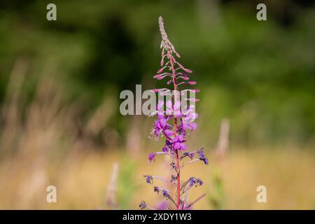 Feuerweed-Pflanze mit violetten Blüten. Blume von Rosebay Willowherb (Chamaenerion angustifolium), feuerweed, Weide, weidenkraut Stockfoto