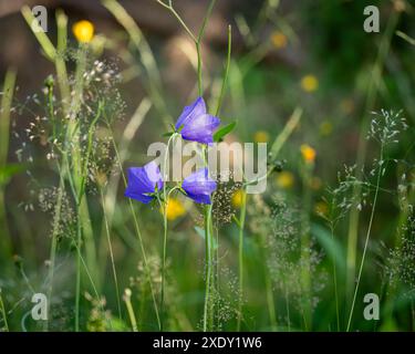 Campanula persicifolia, Pfirsichblättrige Glockenblume, auf einem grünen Sommerfeld. Pfirsichblättrige Glockenblume (Campanula persicifolia), blühend auf einer Wiese. Stockfoto