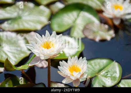 Weißwasserlilie (Nymphaea) im Gartenteich. Gartenteich mit Seerosen (Nymphaea sp.). Blumenhintergrund. Stockfoto