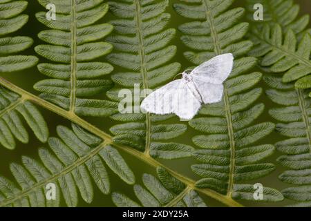 Kleine Weißwelgenmotte (Asthena albulata) auf Brackenblättern im Haldon Forest Park in einem Gebiet, das für den Schmetterlingsschutz verwaltet wird. Devon Stockfoto