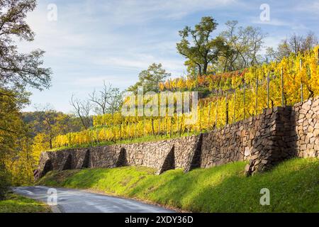 Steiler Weinberg mit Stützmauern in leuchtend gelber Laubfärbung im Herbst, Winkwitz, Meißen, Sachsen, Deutschland *** Steilweinberg mit Erhaltung W Stockfoto