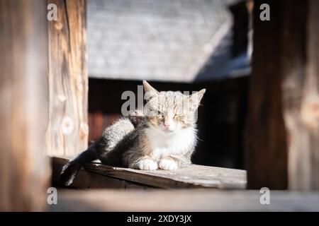 Graue und weiße Hauskatze, die auf den Holzbalken eines alten Hauses schläft Stockfoto