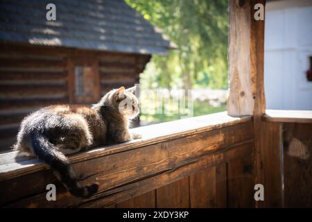 Graue und weiße Hauskatze, die sich auf dem Holzgeländer eines alten Landhauses in Europa entspannt Stockfoto