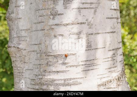 Weiße Rinde Birkenstamm Nahaufnahme Roter Marienkäfer sonniger Tag Wald Bäume Landschaft Sommer Stockfoto