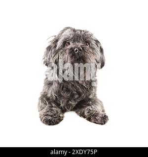 Spielzeughund schwarz Bichon Stockfoto