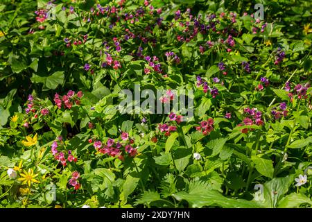 Lebendige und helle Pulmonaria-Blüten auf grünen Blättern Hintergrund aus nächster Nähe. Stockfoto