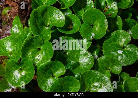 Glänzend grünes Laub von wilden Ingwerpflanzen, Asarum europaeum. Stockfoto