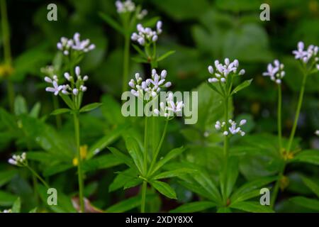 Woodruff, Galium odoratum ist eine Gewürz- und Heilpflanze, die im Wald wächst. Stockfoto