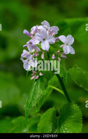 Im Frühjahr blüht Lunaria rediviva in freier Wildbahn im Wald. Stockfoto