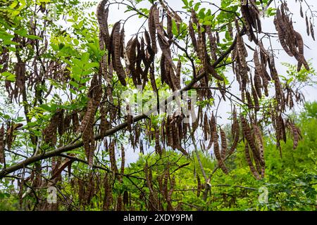 Robinia pseudoacacia, allgemein bekannt als schwarze Heuschrecke mit Samen. Stockfoto