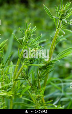 Cleavers Galium Acarin wird in der traditionellen Medizin zur Behandlung von Erkrankungen des Diuretikums, des Lymphsystems und als Entgiftungsmittel eingesetzt. Stockfoto