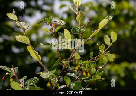 Cotoneaster procumbens. Cotoneaster-Buschpflanze mit Reifen roten Beeren. Stockfoto