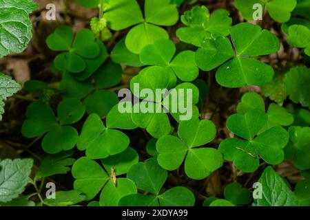 Nahaufnahme der Sauerampfer-Pflanze der kriechenden Dame Oxalis corniculata. Stockfoto