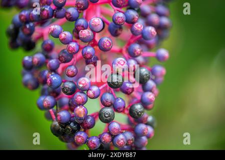 Lebendige Nahaufnahme einer Kapa Kapa Blume mit ihren komplexen Blütenblättern und leuchtenden Farben in Hawaiis üppigem tropischen Garten. Stockfoto