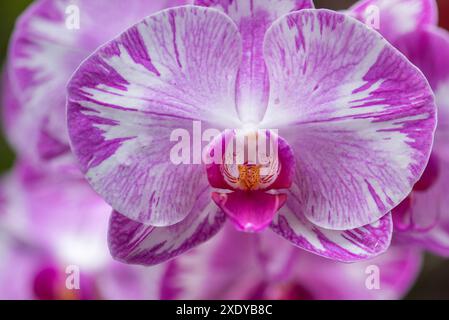 Eine detaillierte Nahaufnahme fängt die exquisite Schönheit einer SchmetterlingsOrchidee ein und zeigt ihre komplexen Blütenblätter und leuchtenden Farben in einem tropischen Ambiente Stockfoto