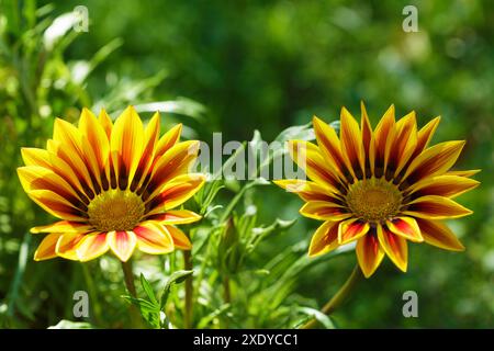Bunte Gazanienblüten oder afrikanische Gänseblümchen blühen in einem Garten Stockfoto