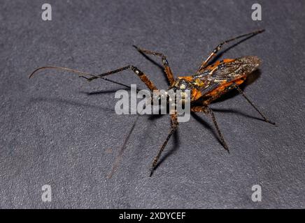 Ein großer Käfer mit unverwechselbaren schwarzen und orangen Markierungen, der Milkweed Käfer. Sie ernähren sich von Samen und wurden auch von zerstoßenen Millepedes ernährt. Stockfoto