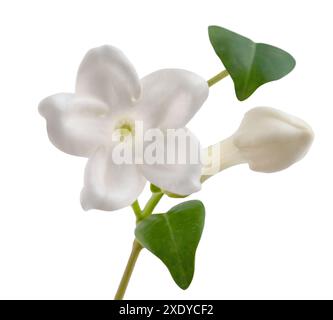 Madagaskar Jasminblüte isoliert auf weiß Stockfoto